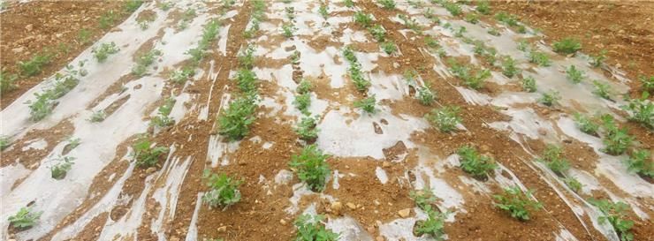  自然降雨@种花生用地膜覆盖好吗？手动盖地膜简单，保水保温等方面实用性强