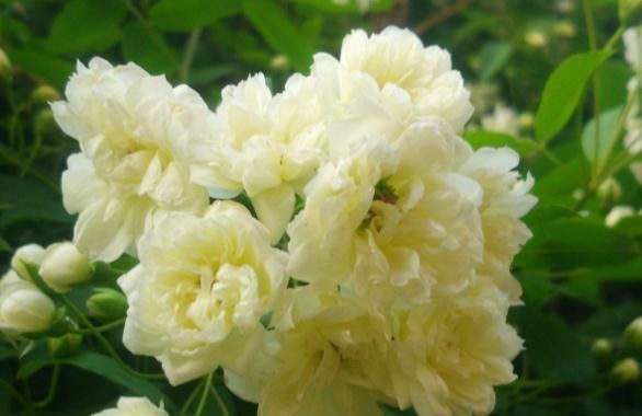 「枝条」养木香花,牢记这“3步”,一根枝条上百花苞,花开成“瀑布”