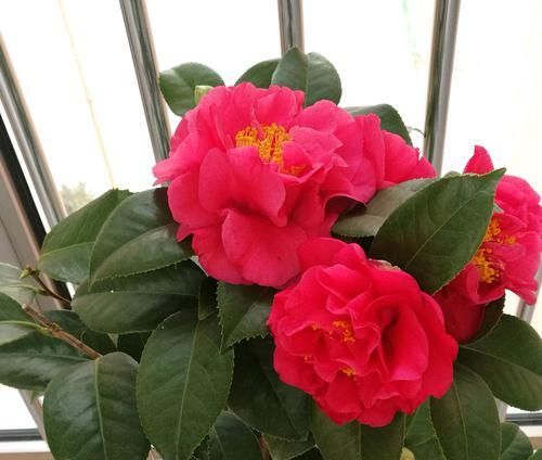 『克瑞墨』茶花克瑞墨换盆有讲究,不是你想换盆就换盆,3种换盆方法教会你