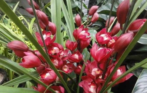 停歇:兰花中的'紫霞仙女'开花时间真长,1年365天不停歇,好看也好养