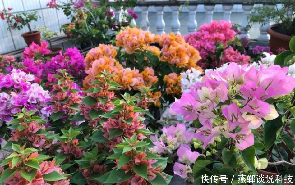 『春天』“3种花”适合春天养,花量大,易爆盆,花开满盆,你家有吗?