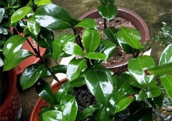  #盆栽茶花#养茶花，一个浇水小细节，不掉叶、开花多、长得壮，一盆养多年