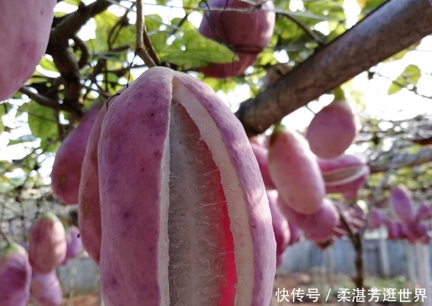  「野果」外号“土香蕉”的野果！一年只生产一次水果，每斤卖到2