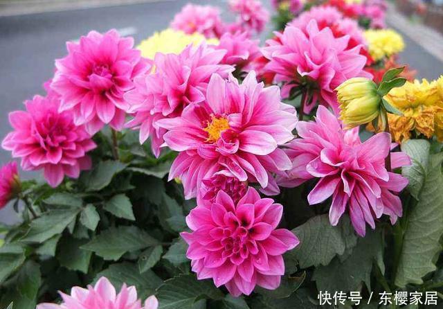 #植株#花色多彩有单色复色之分,大丽花这样养,开出拳头花