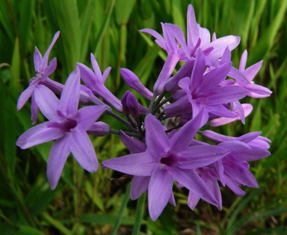  『蜀葵』阳台上养这些开花灌木，最适合养在阳台，清香味四溢，美如画