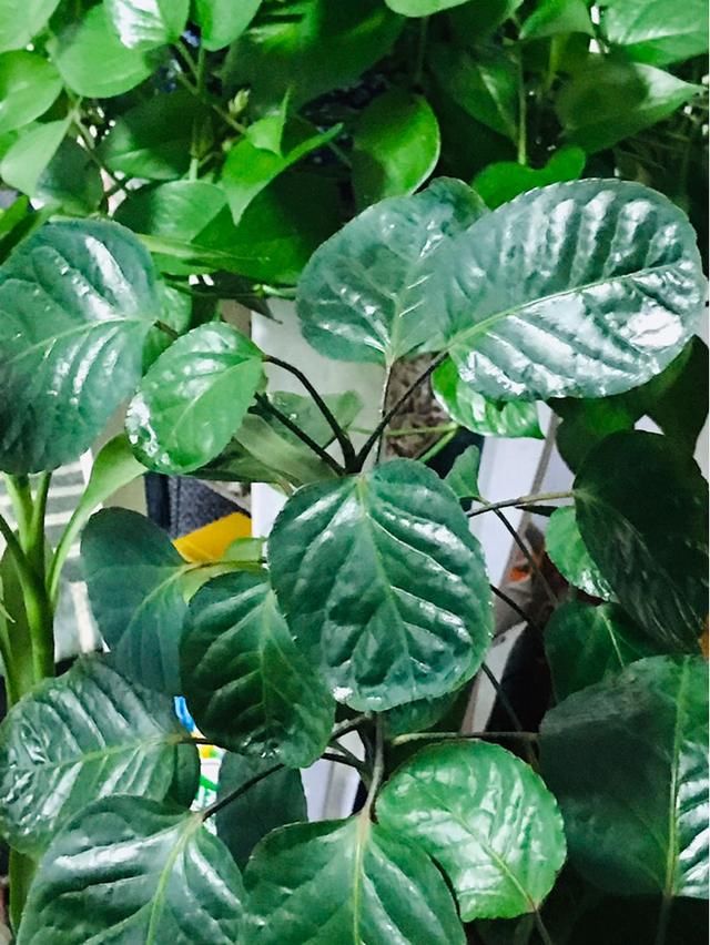  #值钱#再穷也要养盆橡皮树，养得时间久了，就越值钱