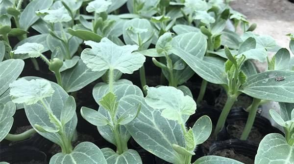  【气候条件来】露地黄瓜什么时候种植合适？