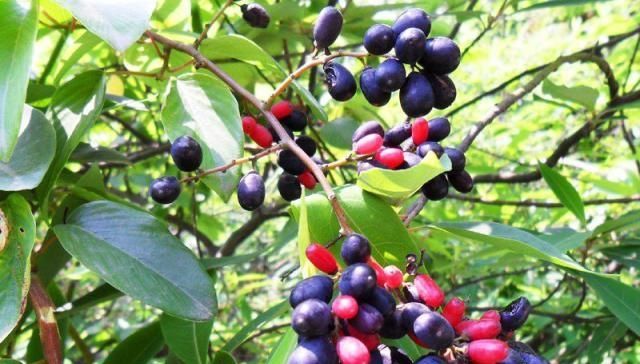  见到@农村见到这种树，一定要重视，内部含“黄金”，树根最值钱！