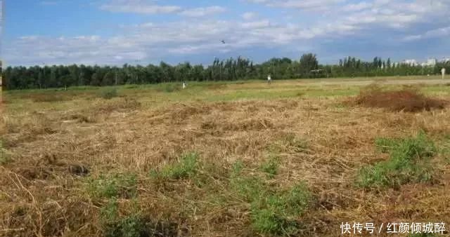 日本人在中国租了1500亩地，闲置5年任荒草疯长，但结果让所有人