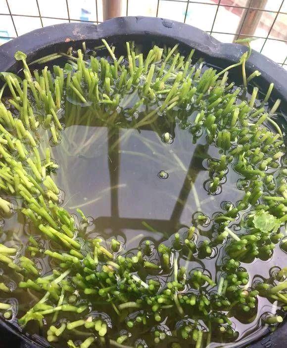  【这本】这本绿草很好养，土培和水培都很好养，家里一盆，长得真茂盛！