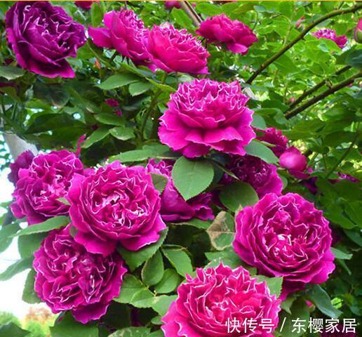  「能爆盆」5种花适合家养，开花成片很漂亮，枝繁叶茂能爆盆，越养越喜欢