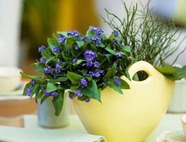  「旺盛」三步养花法！怎么种出长势旺盛的勿忘我？方法很简单！