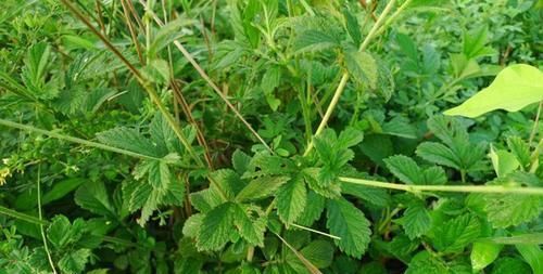  [龙芽草]它是抗癌“特效药”，农村很常见，但知道功效的却很少，可惜了！