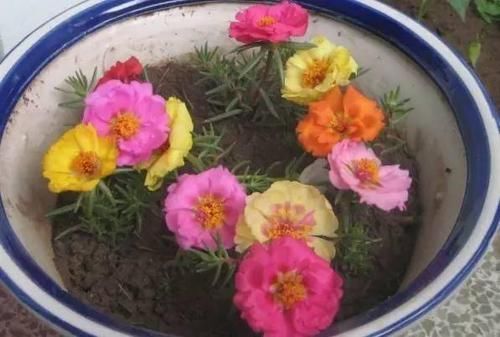  『们又给它取名』能把这6种植物养死的都是人才