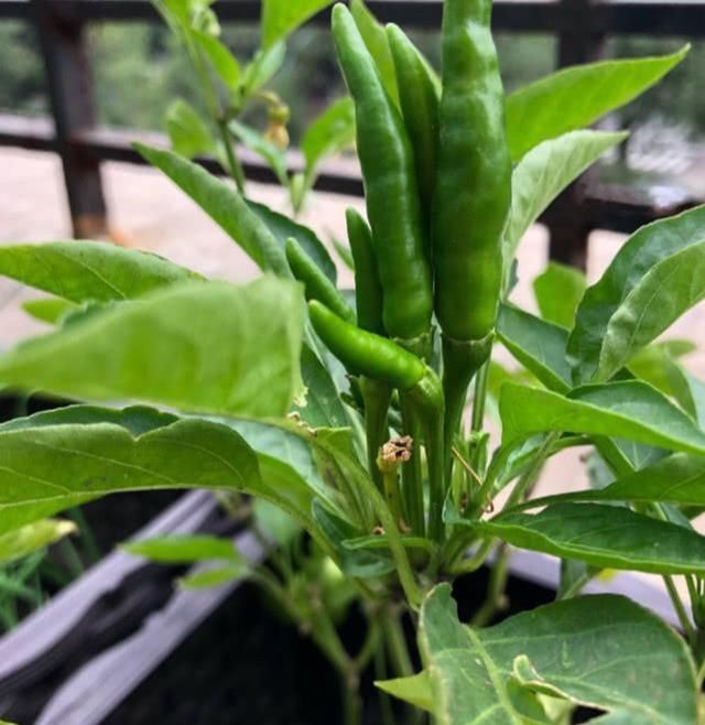 『种菜』几个空油桶、旧盆、塑料筐种菜,种出一个小菜园,不愁没菜吃了