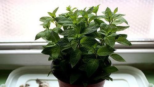舒适■厕所异味重、病菌多,养上这“3种”植物,家庭变得舒适又健康!