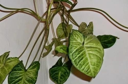 #适合#这些观叶植物很适合养室内遮阴处,种花盆里特好照顾
