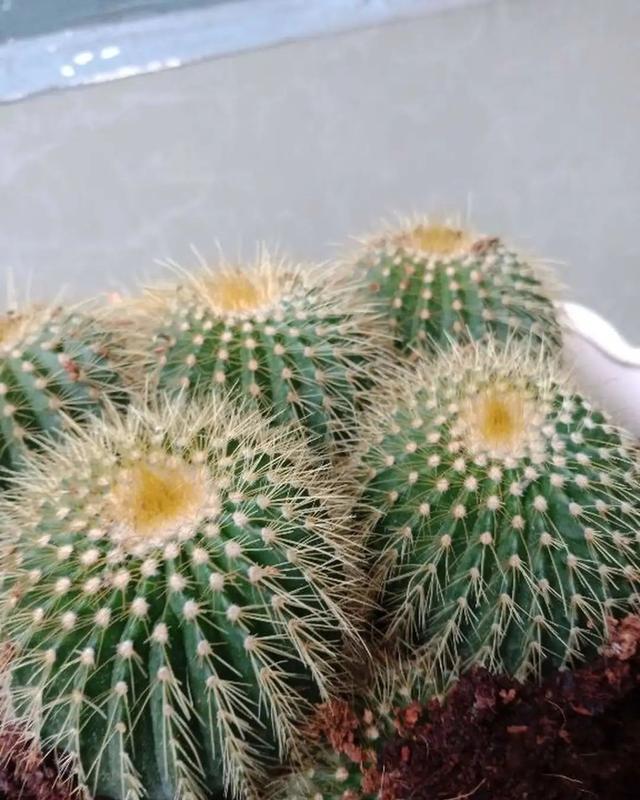  [技巧]养花技巧：这6种花千万别喷水，一喷水就烂叶，3天死翘翘！