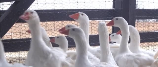  『饲养』养鸡养鸭的人这么多，为什么饲养大白鹅的人越来越少？
