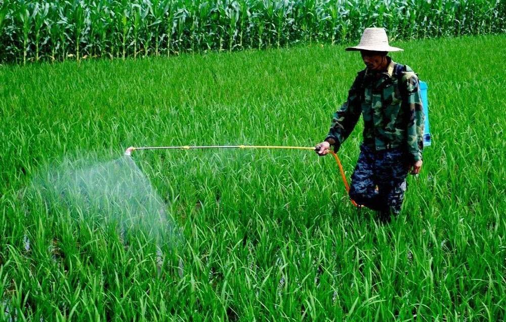  [蔬菜]产量高，种一次可收15年，20元一斤不愁卖，却没见多少人