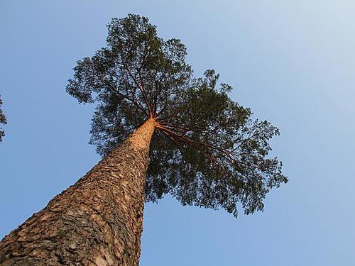 神秘的长白山上，神秘的“美人松”，离开这里就不能够存活下来