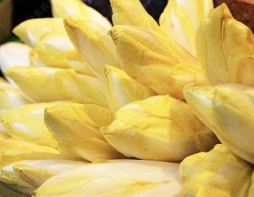 『菊苣』在阳台种植“黄金菜”,1个月后比“文竹”美,摘了一茬又一茬!