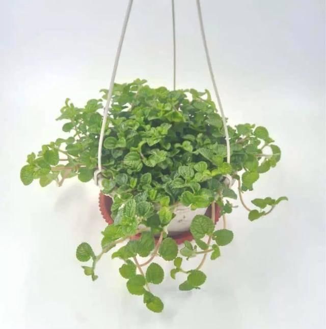  『适宜的生长』卫生间有异味？养几盆“香味植物”，除味效果棒，好看又好养