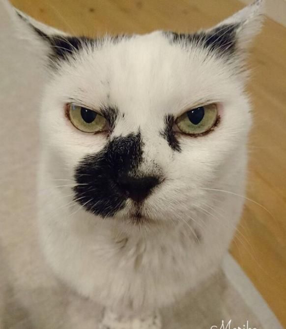  「有趣」超有趣的“变脸猫大赛”，猫看后自己都笑了……