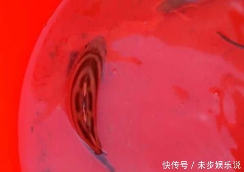  「黑色」这鱼沿海地区叫它“花身鸡鱼”体侧有3条成弓状的黑色纵带