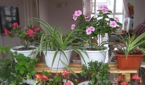  #阳光#3种花，室内异味'收割机'，养上一盆，耐阴，长势旺