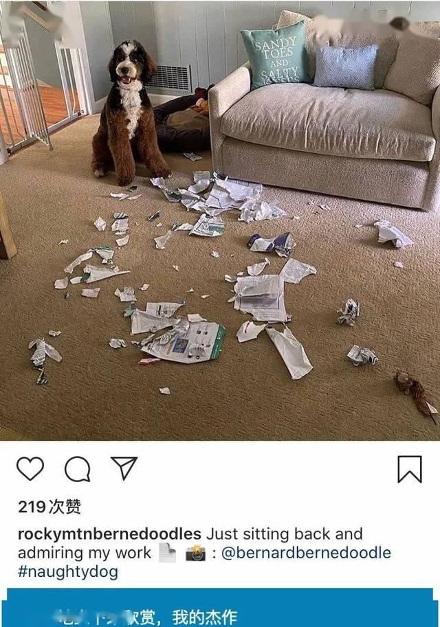  『铲屎官』我就是那个被自家宠物给玩儿了的愚人