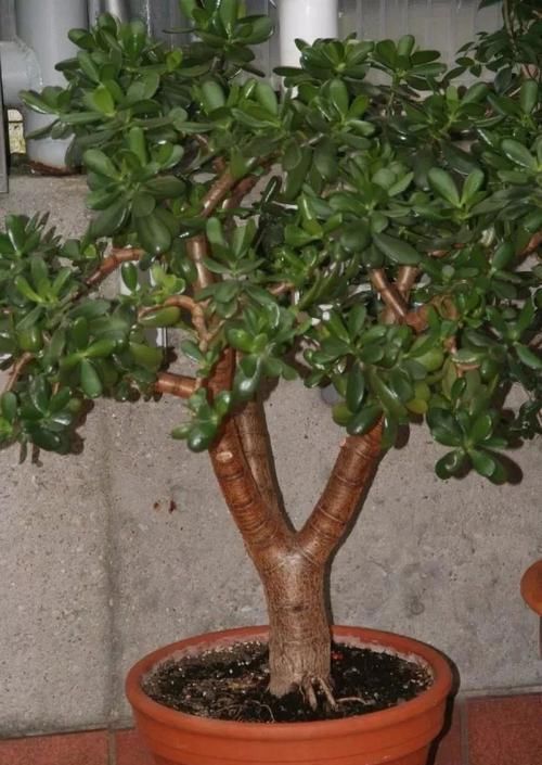  [夜晚]几种在夜晚释放氧气的植物，养在卧室里都不用担心