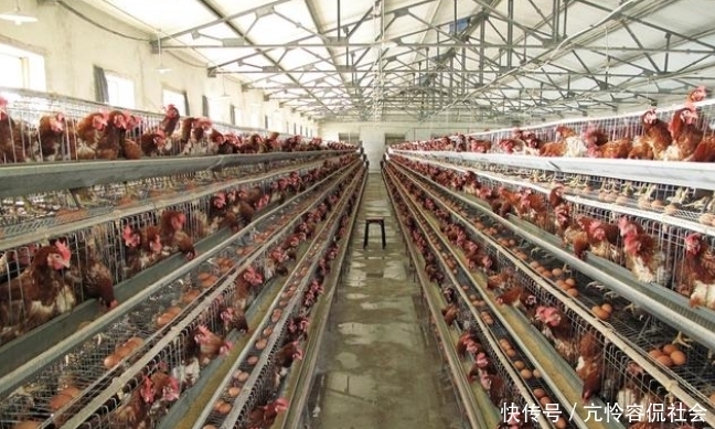  【练成】养鸡高手都是这么练成的