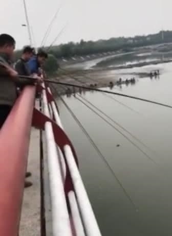  『长江』钓鱼成最大威胁罕见江猪成群现身,市民担忧：附近钓鱼的太多！