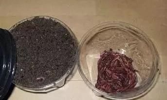  百发百中@钓鱼老司机分享3种窝料方法，钓鱼百发百中！