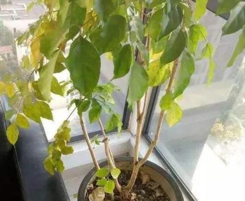  「新芽」幸福树快死了？3招大抢救，烂根也能发新芽，片片叶子绿油油