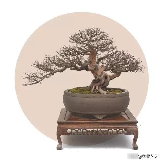  「成寸」盆景百态，缩地成寸