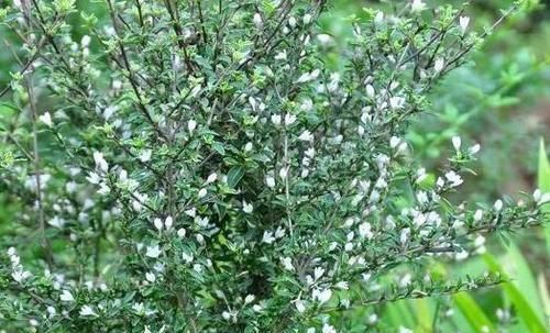 「观赏价值」农村人称“白马骨”的野草,全身是宝,对风湿有良效,被广泛种植