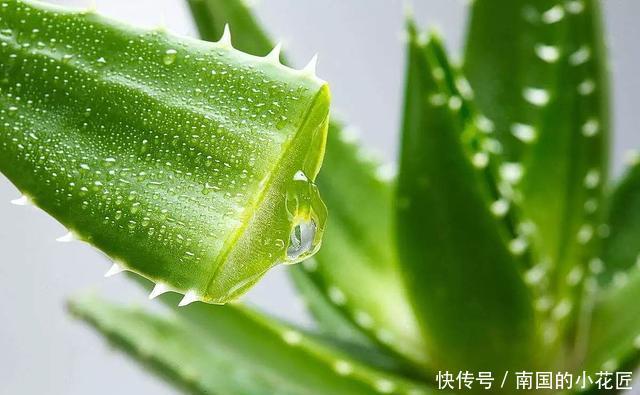  #盆土#“芦荟”日常养护，做好这三点，枝叶肥厚，噗噗长