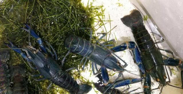  小龙虾@中国引进“淡水蓝虾”，一只可重达600克，或将代替小龙