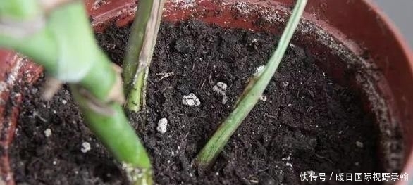 『情况下』养花种草换土该如何消毒杀菌?3个小方法,操作简单、减少虫害
