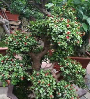 【传家宝】“2种植物”剪一刀,加点“料”,轻松养成盆景,可当“传家宝”