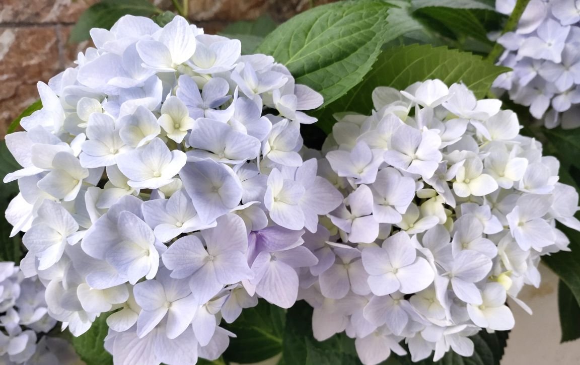  「养分」这3种花,花后狠心剪一刀,来年呼呼爆满盆,亲朋好友来围观!