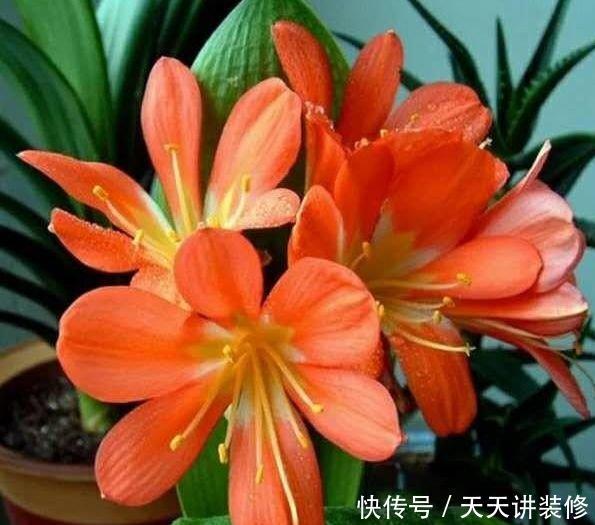  『春天』最适合春天养护的5种花，寓意好作用多，空气清新又旺财，很实用