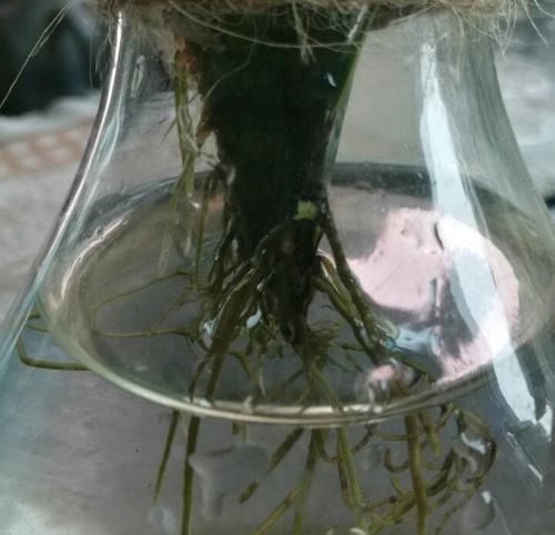 入水中■水培虎皮兰有技巧,不重视3点,水培再多也是徒劳