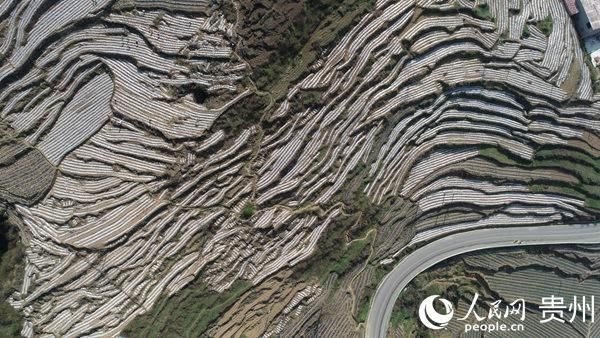  『基地』纳雍县猪场乡：抢抓农时春耕忙 就近就业促农增收