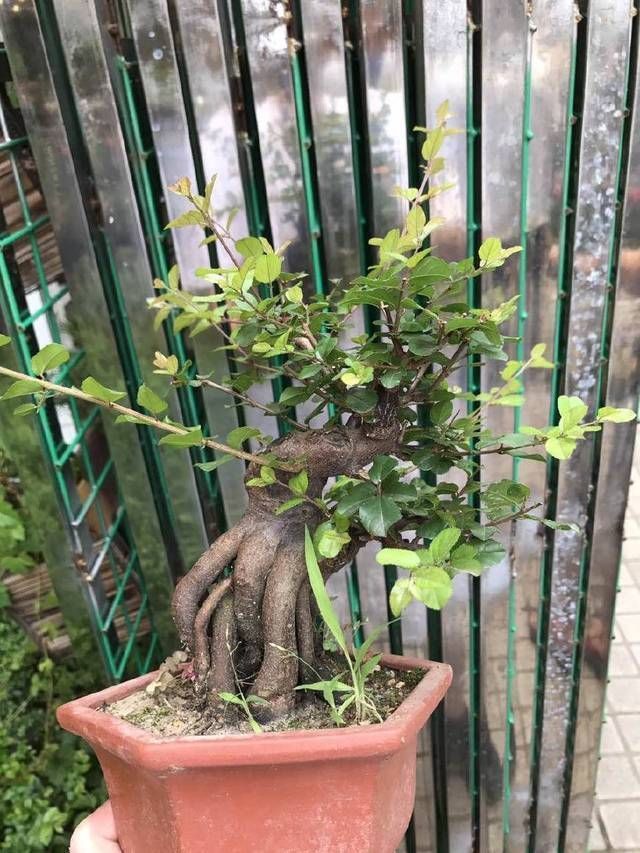  【给出】雀梅盆景桩头的蜕变，真是越来越喜人，看盆景大师给出的涂鸦建议