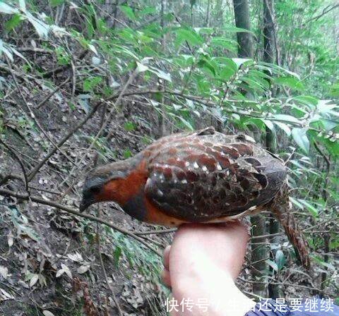 农村以前经常打的“泥滑滑”，一般人绝对没见过！买不到了！