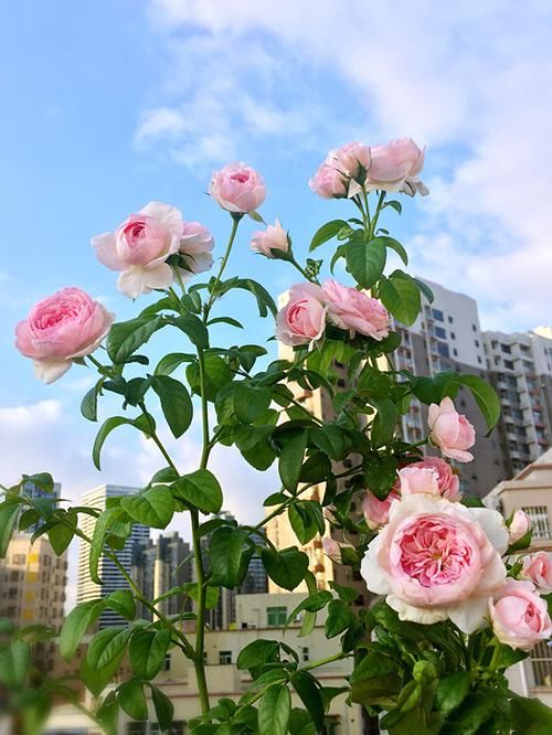 「值得」这四款花卉,漂亮不输玫瑰,全年都开花,好养易活,值得栽培!