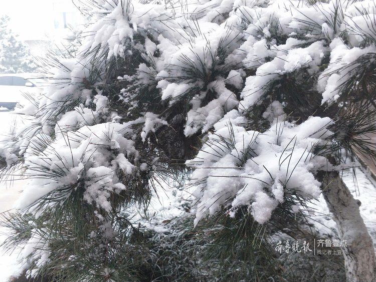 瑞雪兆丰年，淄博迎来了2019年首场降雪